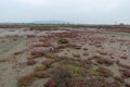 Red or green plants on saline alkali land Royalty Free Stock Photo