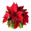 Red and green poinsettia plant for Christmas isolated on white background Royalty Free Stock Photo