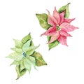 Red and green poinsettia Star of Bethlehem Christmas poinsettia flower watercolor. Royalty Free Stock Photo