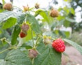 Red and green raspberries and green leaves in the garden, close-up. branch of ripe raspberries in the garden. Red sweet Royalty Free Stock Photo