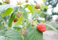 Red and green raspberries and green leaves in the garden, close-up. branch of ripe raspberries in the garden. Red sweet