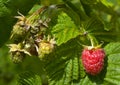 Red and green raspberry