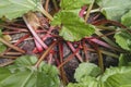 Red and green rhubarb plant growing Royalty Free Stock Photo