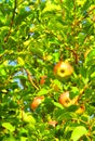 Red and green ripe apples on a branch of an apple tree Royalty Free Stock Photo