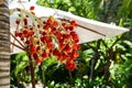 Red and Green Ripe Arecanut palm Royalty Free Stock Photo