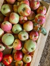 Red and green ripe large apples are in wooden boxes.