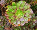 Red and green saucer plant shot from above Royalty Free Stock Photo