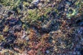 Red and green seaweed on the rock at kalim beach Royalty Free Stock Photo