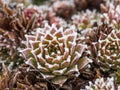 Red and green sempervivum plant covered with frost Royalty Free Stock Photo