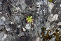 Red & Green Small Plant Growing from a Colorful Rock