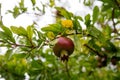 Red green small pomegranate hanging