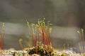 Red green small sprouts of wild moss plants