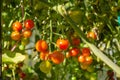 Red and green small tomatoes on a branch in the vegetable garden are ripening Royalty Free Stock Photo