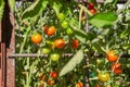 Red and green small tomatoes on a branch in the vegetable garden are ripening Royalty Free Stock Photo