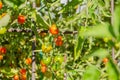 Red and green small tomatoes on a branch in the vegetable garden are ripening Royalty Free Stock Photo