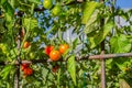 Red and green small tomatoes on a branch in the vegetable garden are ripening Royalty Free Stock Photo