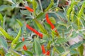 Red and green spicy peppers on the plant. The hottest food ingredient, local chili pepper farming for mexican recipies