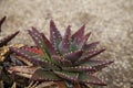 Red and green spiny Aloe brevifolia Royalty Free Stock Photo