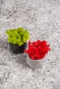 Red and green stabilized moss in a gray and black concrete pot on a gray background Royalty Free Stock Photo