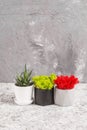 Red and green stabilized moss, haworthia in a gray, white and black concrete pots on a gray background Royalty Free Stock Photo