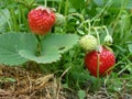 Red and green strawberries on a bush in a Siberian garden Royalty Free Stock Photo