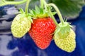 Red and green strawberries, fresh leaves, blue background