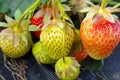 Red and green strawberries among the leaves in the growing process