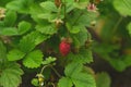 Red and green strawberry berries with white flowers in wild meadow. Wild strawberries bush in forest Royalty Free Stock Photo