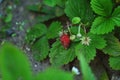 Red and green strawberry berries with white flowers in wild meadow. Wild strawberries bush in forest Royalty Free Stock Photo