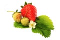 Red and green strawberry isolated on white Royalty Free Stock Photo