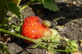 Red green strawberry with small voracious hungry snail .