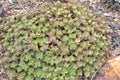 Red and green succulent groundcover Royalty Free Stock Photo