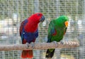 red and green Sun Conure parrot eat feed on branch, pet and animal Royalty Free Stock Photo