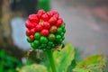 Red & green tags, Fruit of Arisaema serratum a toxic plant