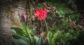 Red and green...Timeless, beautiful and soothing. Nature in its purest version