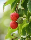 Red and green tiny fruits of Japanese Flowering Dogwood tree, with scientific name Cornus Kousa Royalty Free Stock Photo