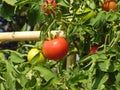 Red and green tomato patch Royalty Free Stock Photo