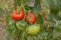 Red and green tomato`s in the garden - Solanum lycopersicum