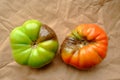 Red and green tomatoes, affected by phytophthora, fungus