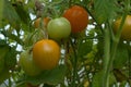 Red and green tomatoes on a branch on a bed in a greenhouse. Royalty Free Stock Photo