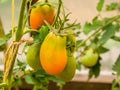 Red green tomatoes on a branch in a greenhouse Royalty Free Stock Photo