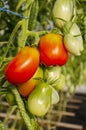 Natural ripe red and young green tomatoes growing on tomatoes plant branch in a greenhouse Royalty Free Stock Photo