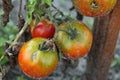 red green tomatoes grow on a branch after rain in the sand side view crop gardening vegetable growing Royalty Free Stock Photo