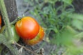 Red green tomatoes grow on a branch after rain in the sand side view crop gardening vegetable growing Royalty Free Stock Photo