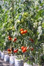 Red green tomatoes hang on tree growing in greenhouses vegetable farm garden indoor background Royalty Free Stock Photo