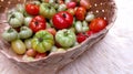 Red and green tomatoes are placed in woven bamboo or besek containers. Small tomatoes. Selective focus. Royalty Free Stock Photo