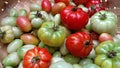 Red and green tomatoes are placed in woven bamboo or besek containers. Small tomatoes. Selective focus. Royalty Free Stock Photo