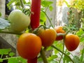 Red Green Tomatoes in Plant. Royalty Free Stock Photo