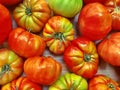 Red and green tomatoes Royalty Free Stock Photo