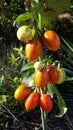 Red and green tomatoes on tomato plant Royalty Free Stock Photo